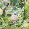 Huismerk Premium Vogelvoederhanger Appels 23, 5 x 2 x 25, 5 cm online kopen